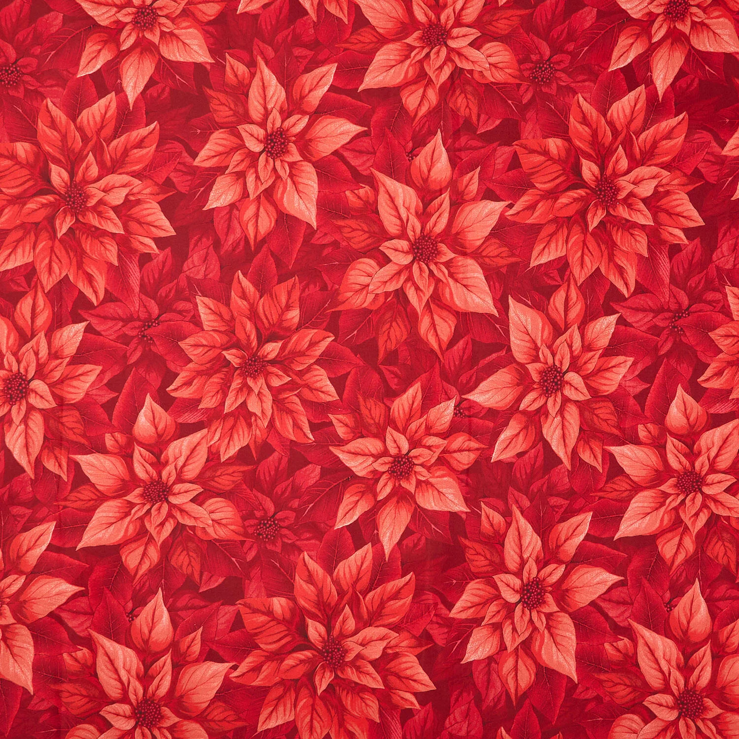 Poinsettia Splendor - Poinsettia Red 108" Wide Backing